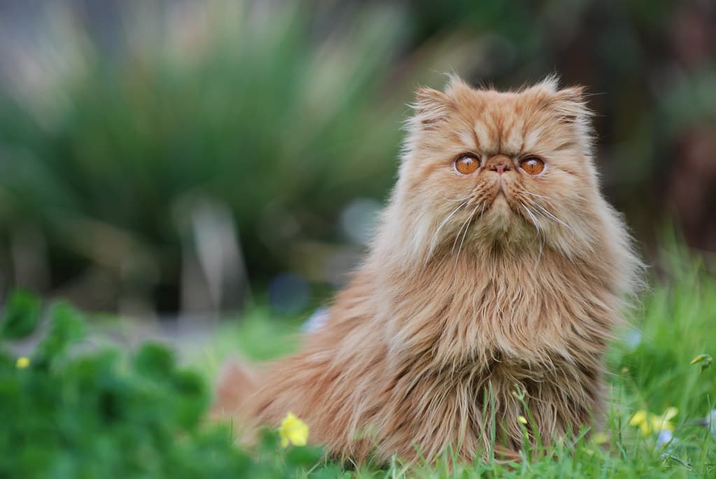 Persian
