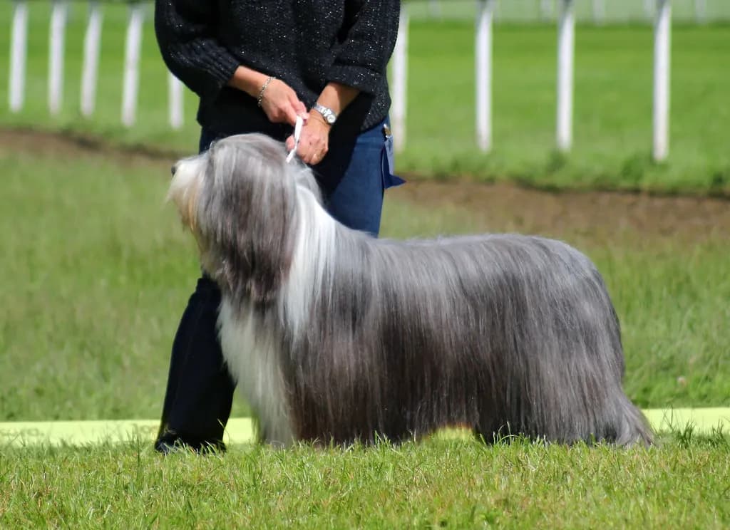 Bearded Collie