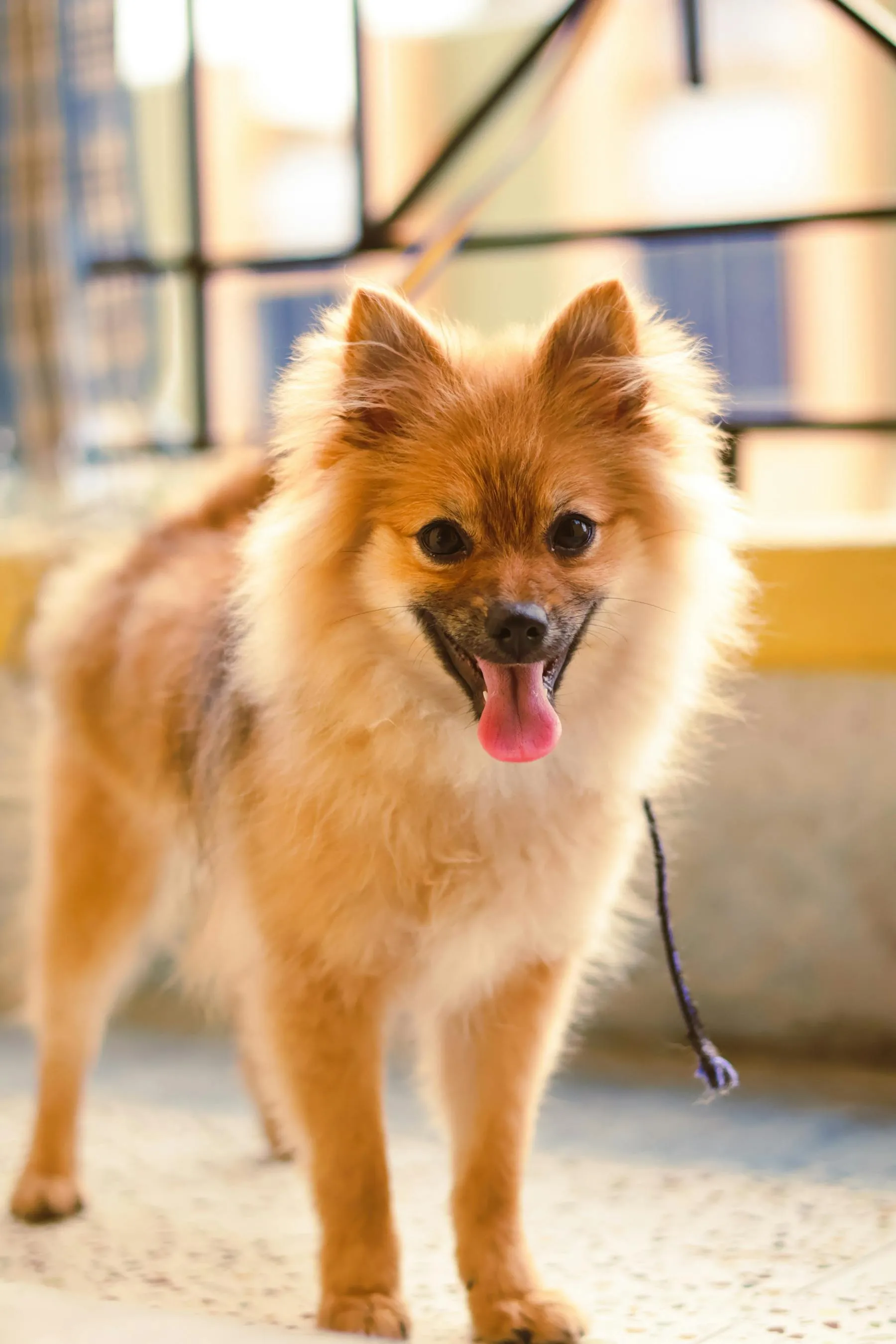 Pomeranian