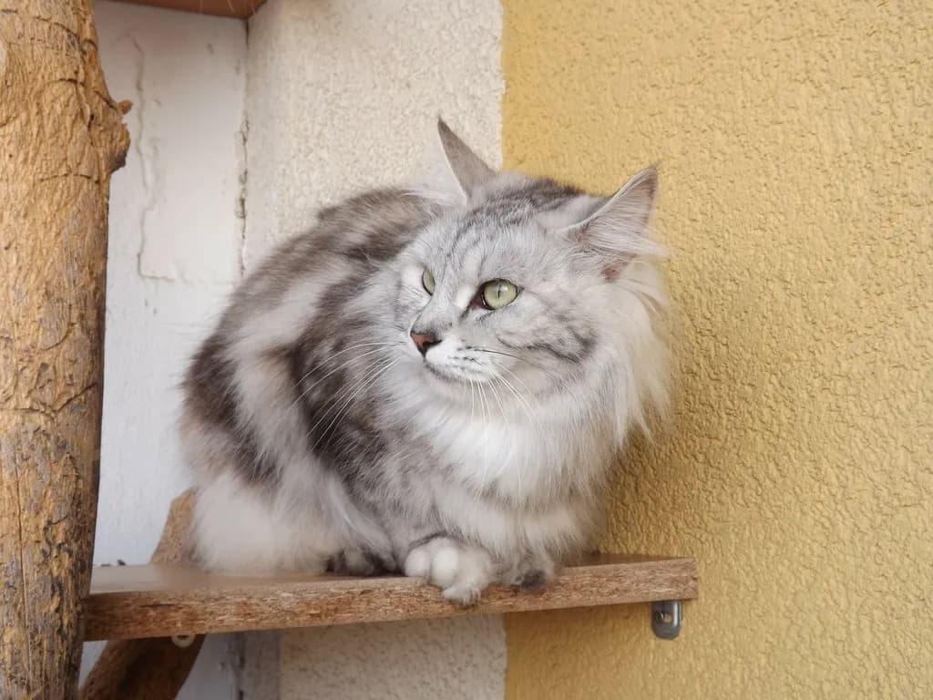 Korean Bobtail