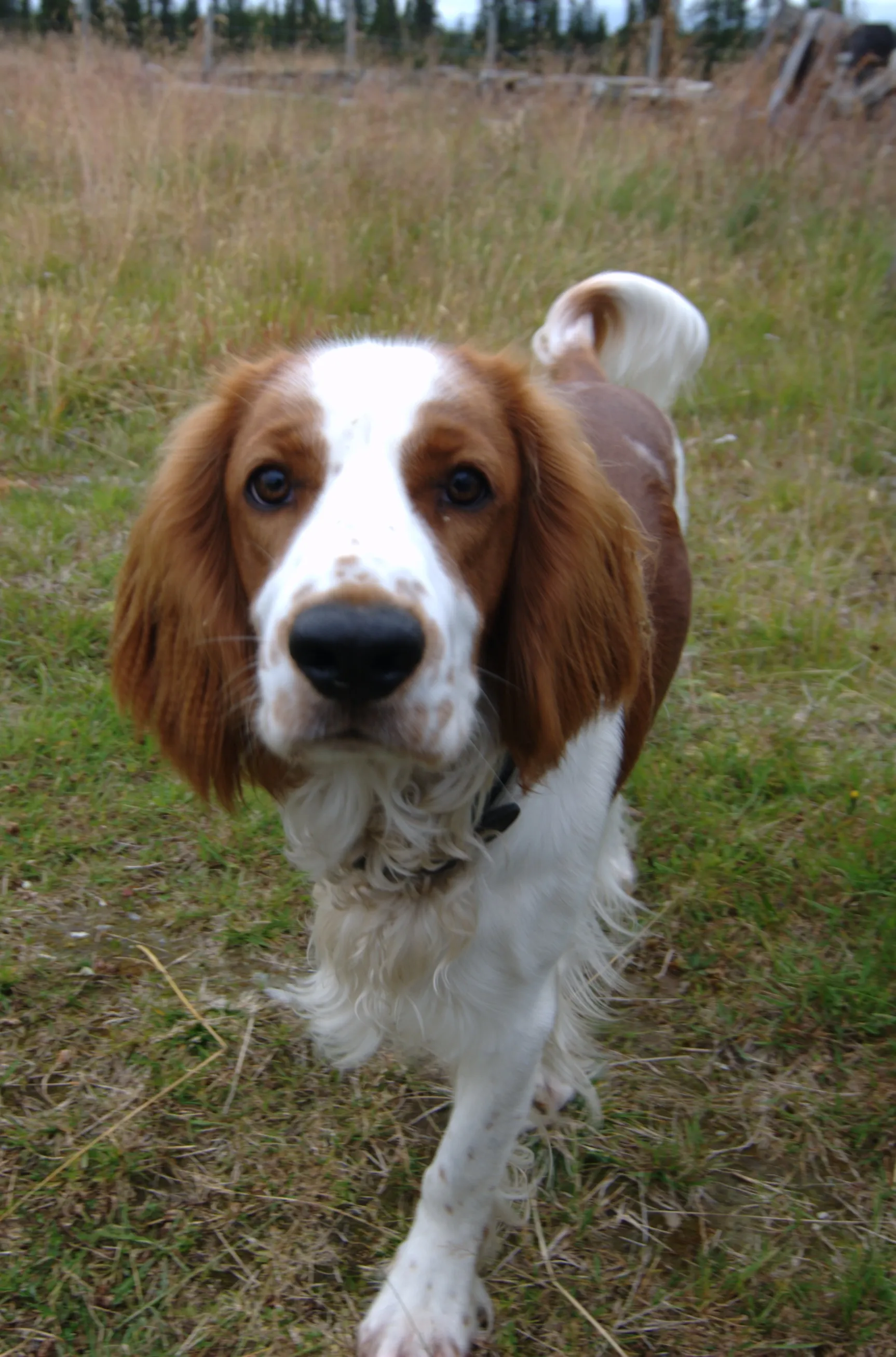 Welsh Springer Spaniel