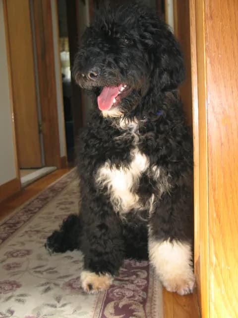 Portuguese Water Dog