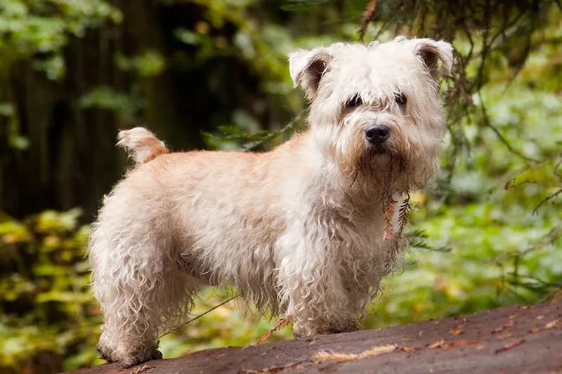 Glen of Imaal Terrier