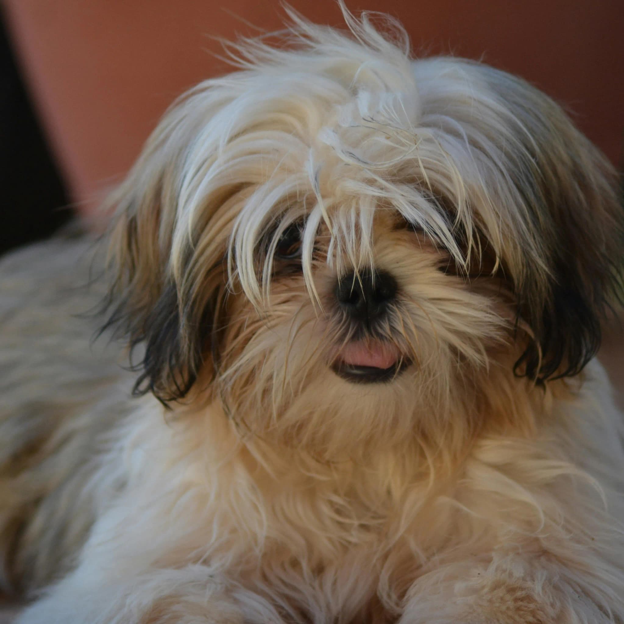 Shih Tzu