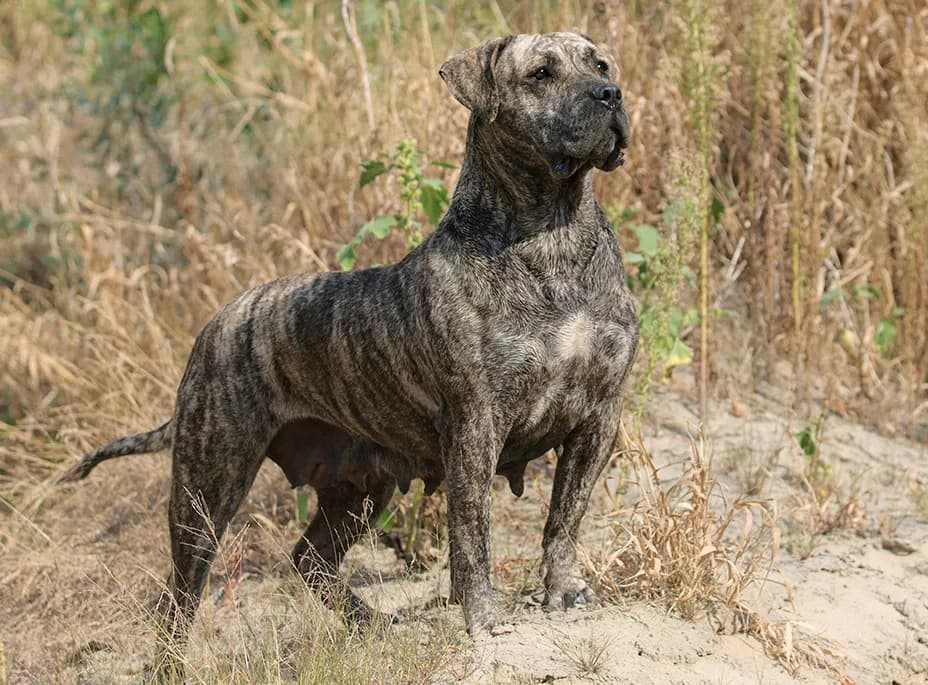 Presa Canario