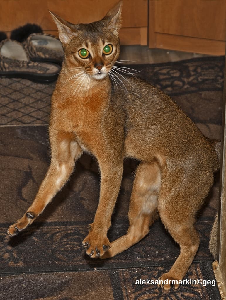 Abyssinian