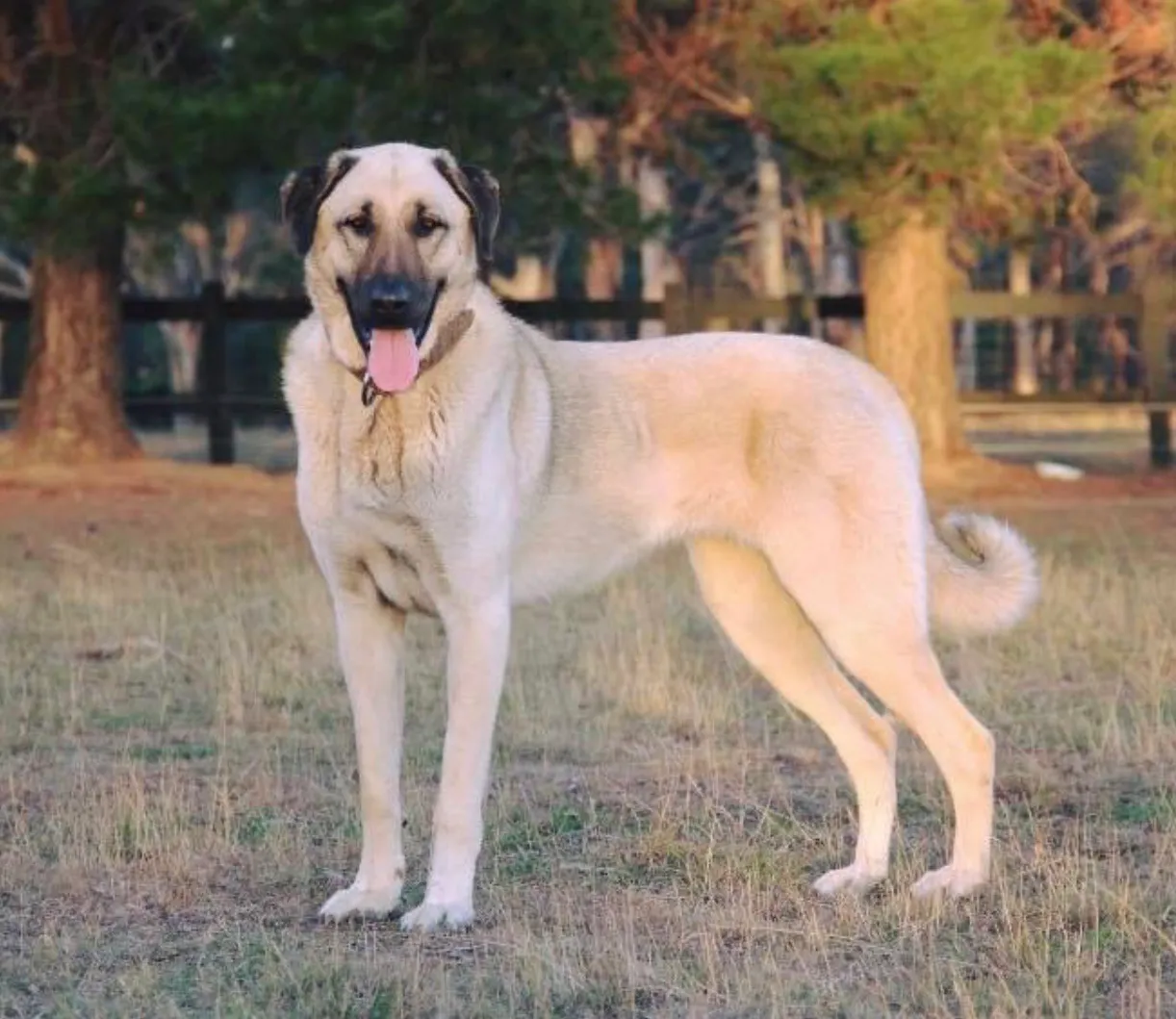 Turkish Kangal