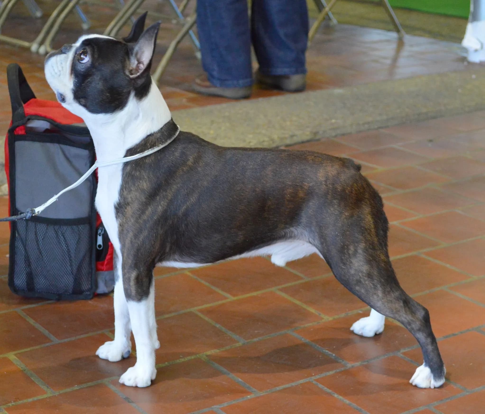 Boston Terrier
