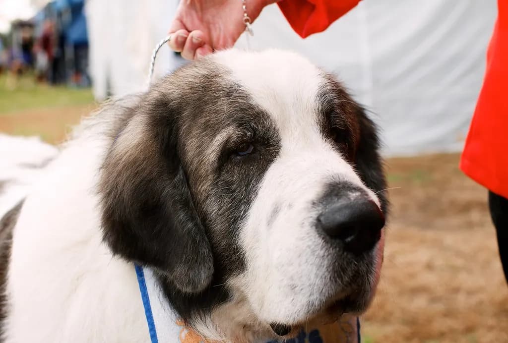 Pyrenean Mastiff
