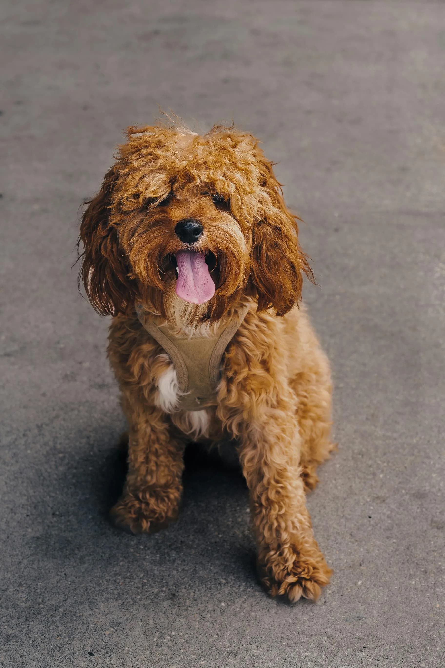 Cavapoochon