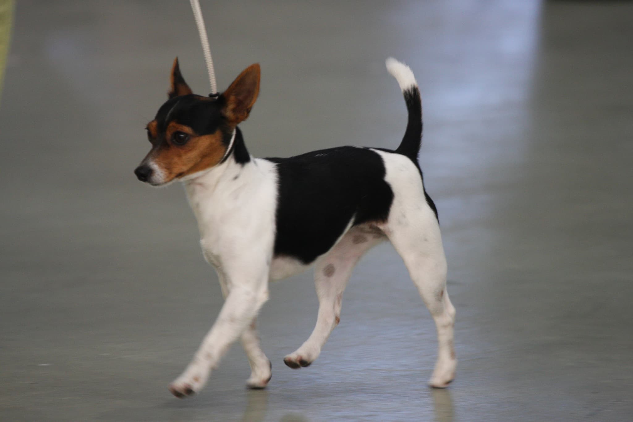 Tenterfield Terrier