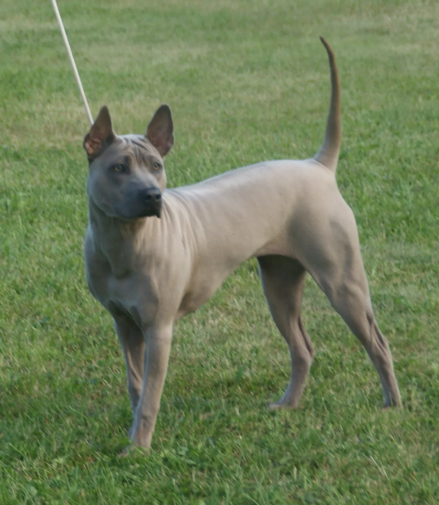 Thai Ridgeback