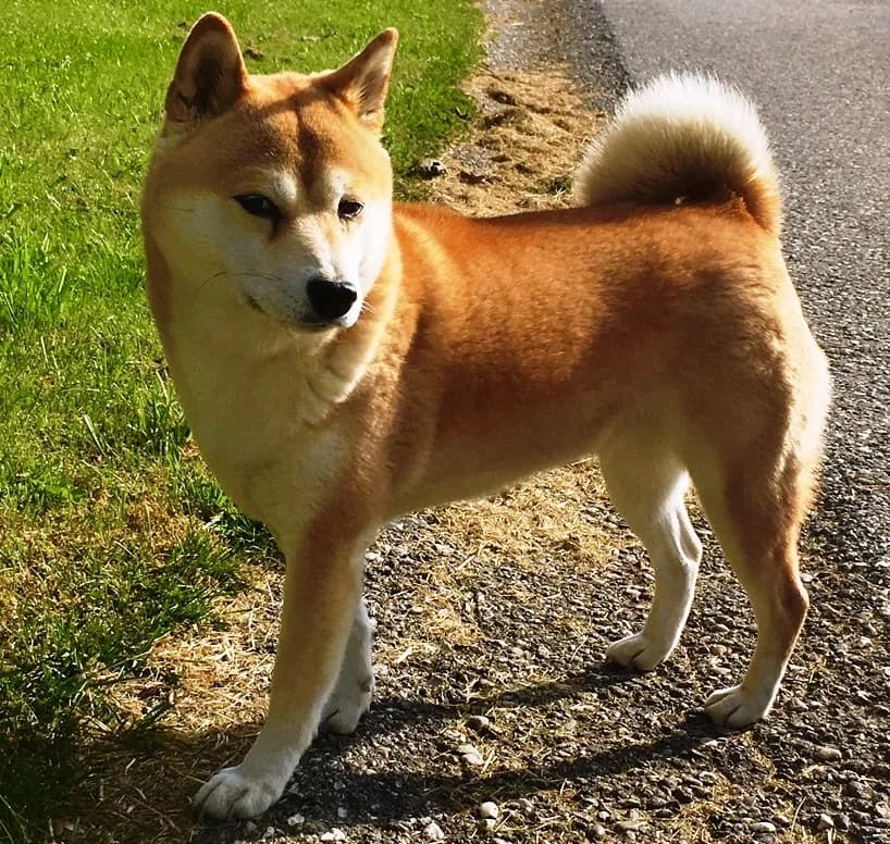 Shiba Inu