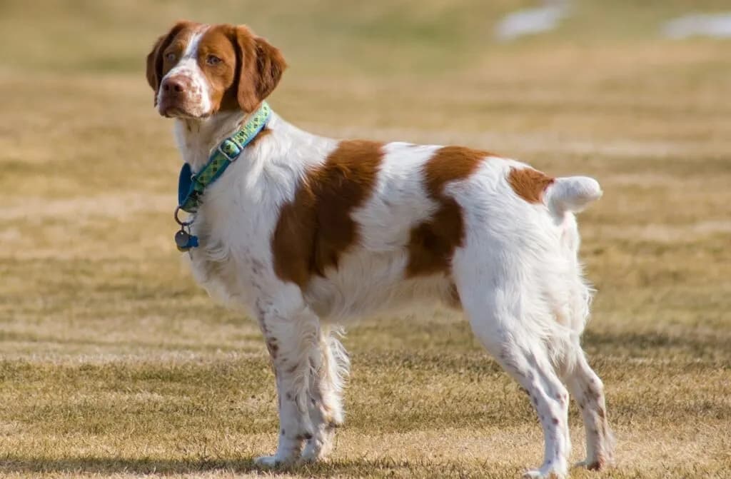 Pointer