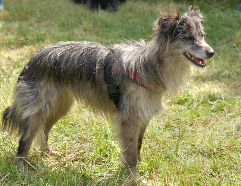 Pyrenean Sheepdog