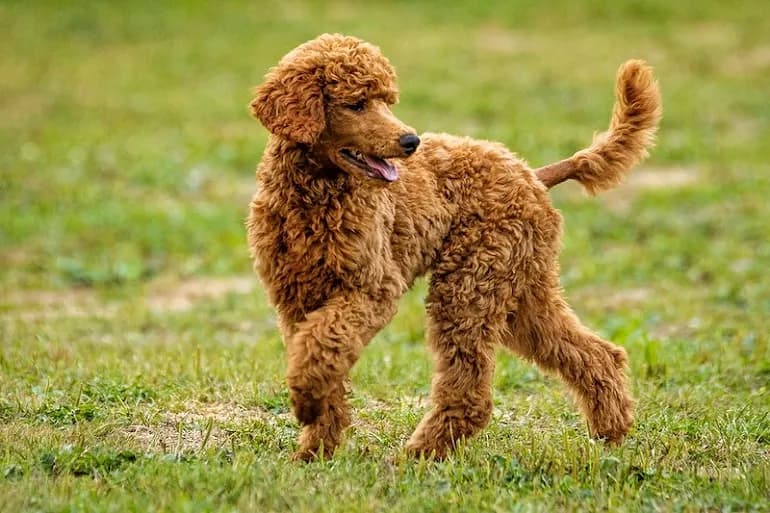 Toy Poodle