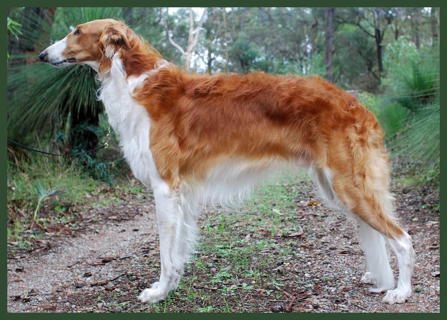 Borzoi