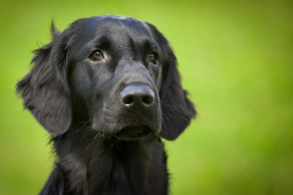 Flat coated Retriever