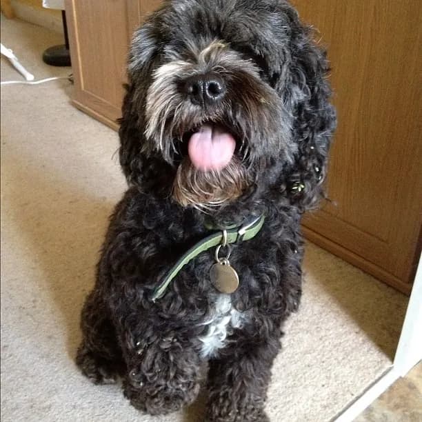 Jackapoo