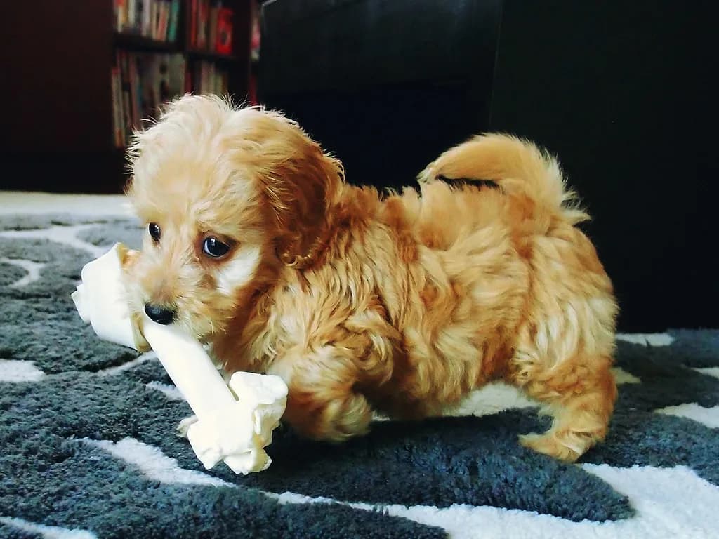 Doxiepoo