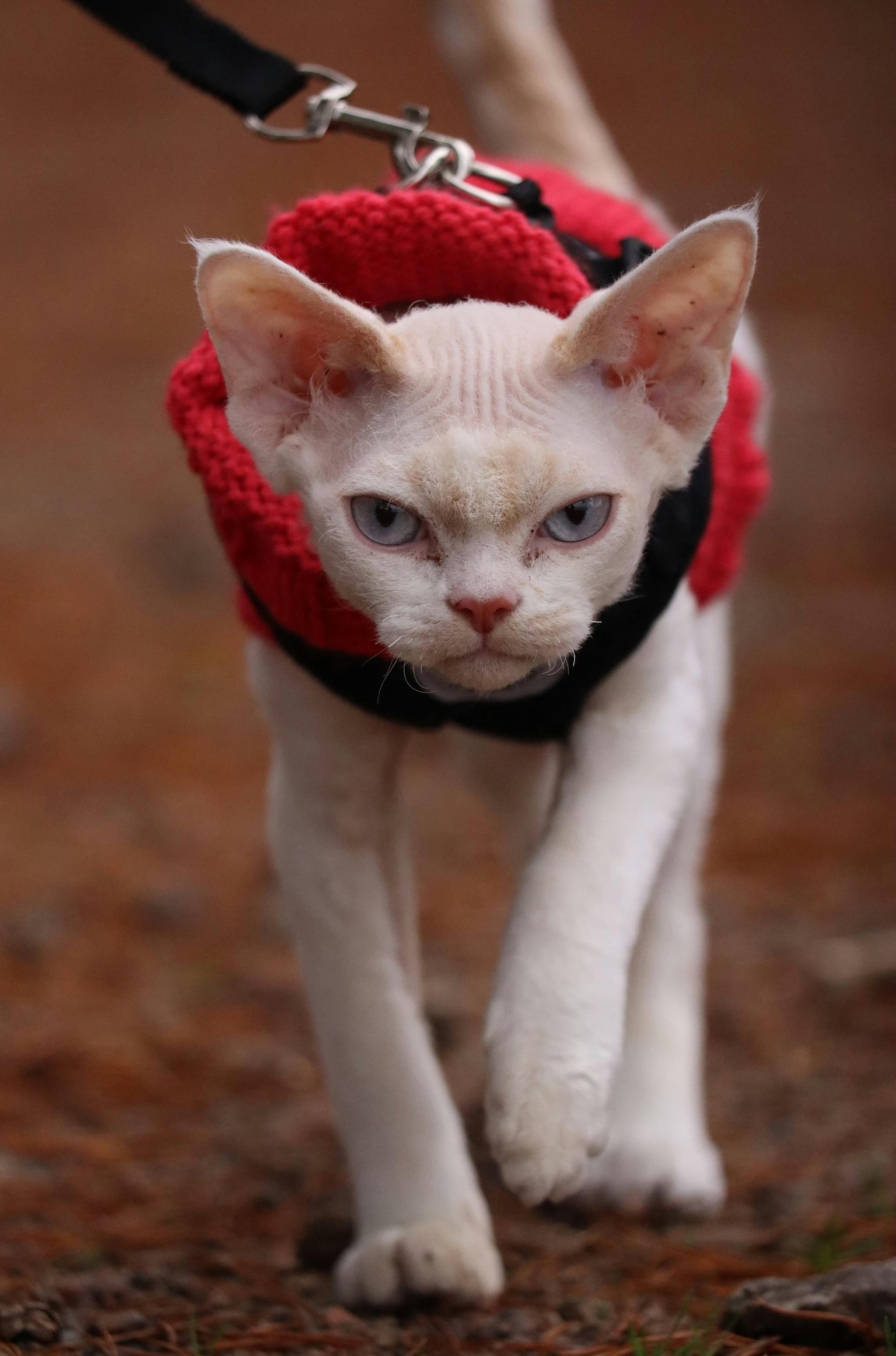 Devon Rex