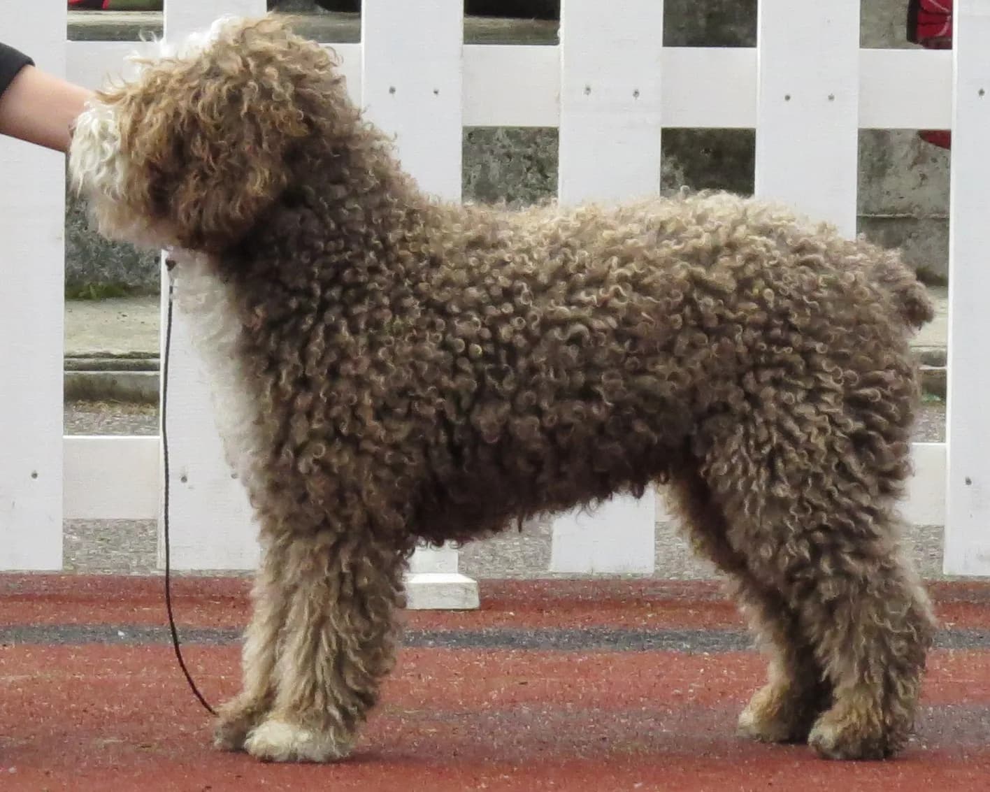 Spanish Water Dog