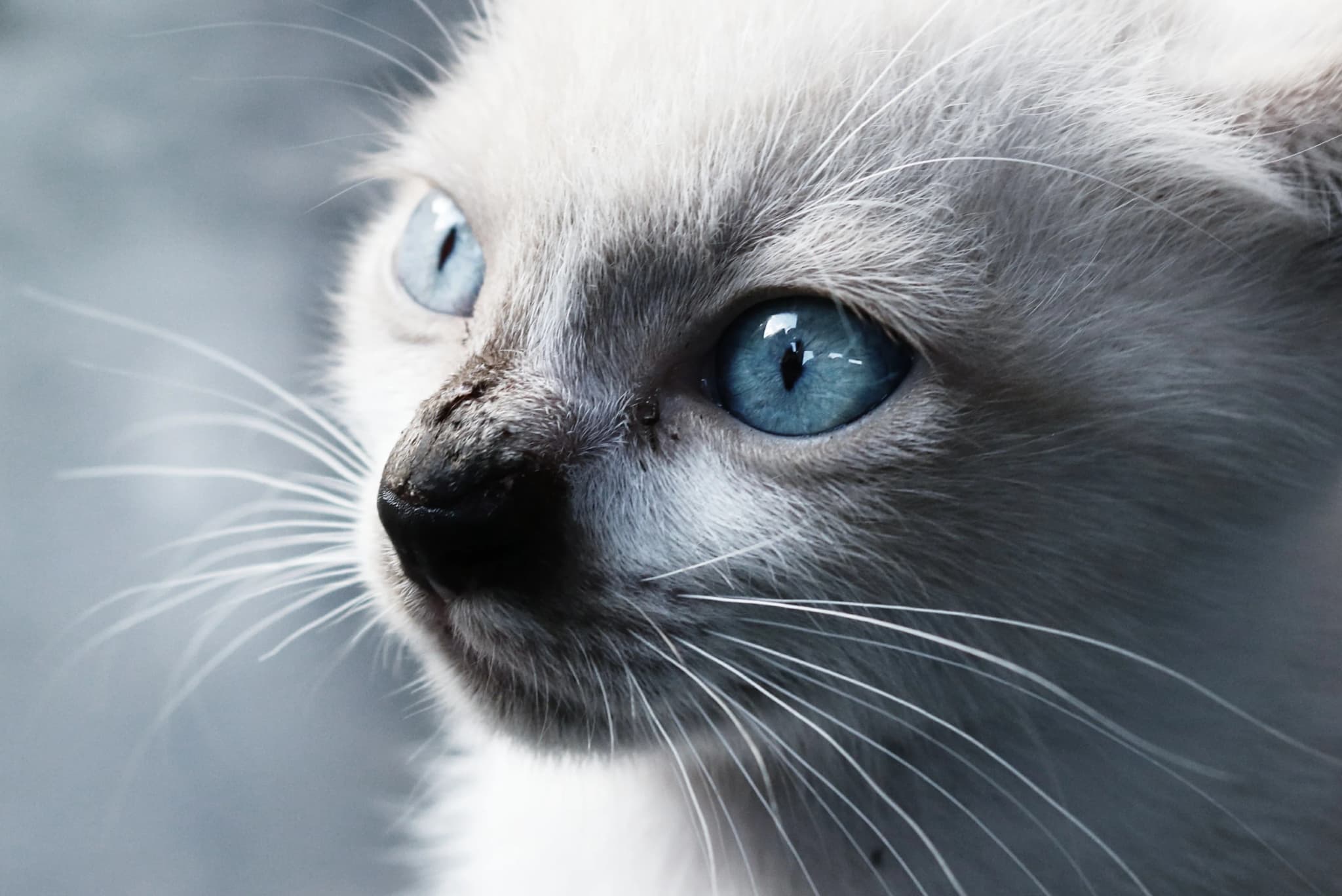 Balinese