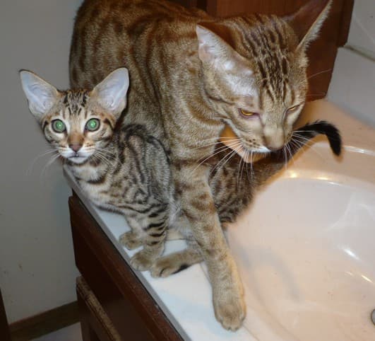 Ocicat