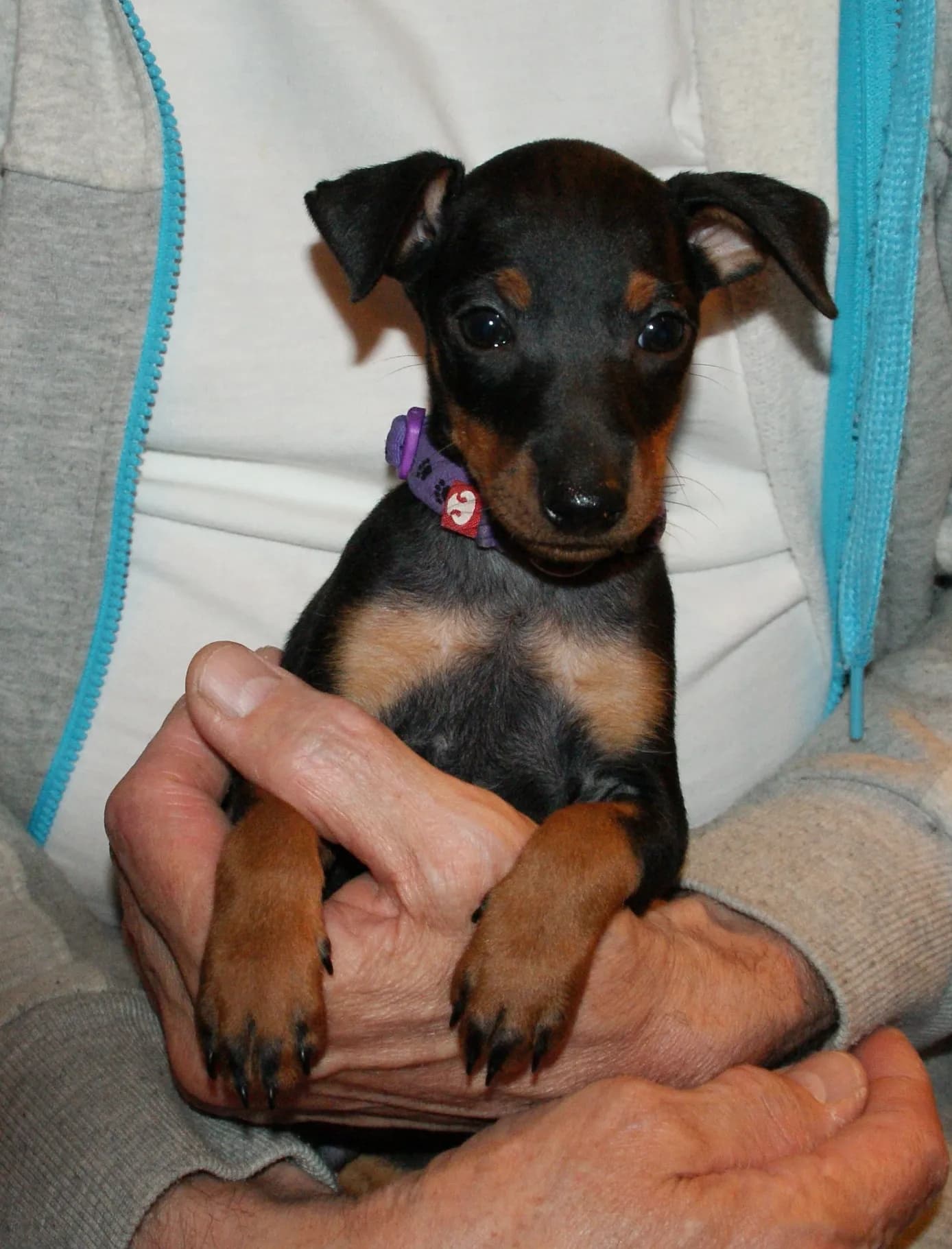 English Toy Terrier