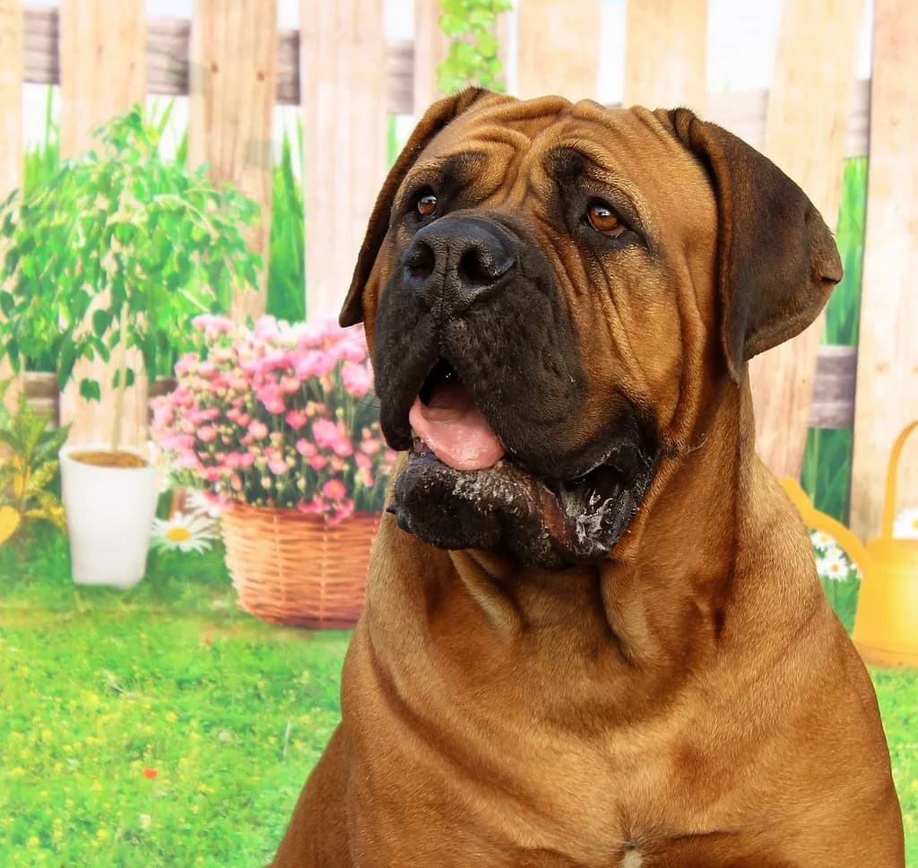 Mastiff
