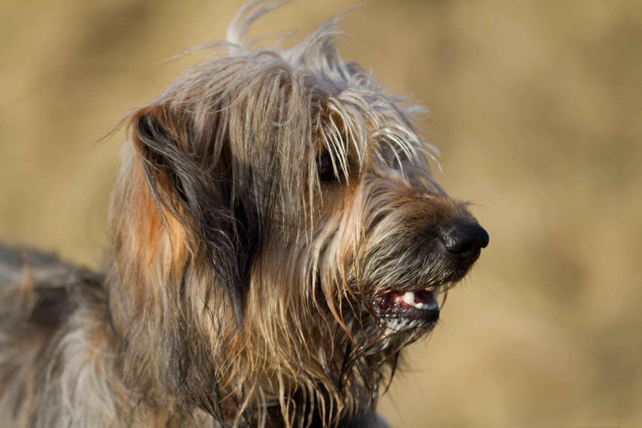 Catalan Sheepdog