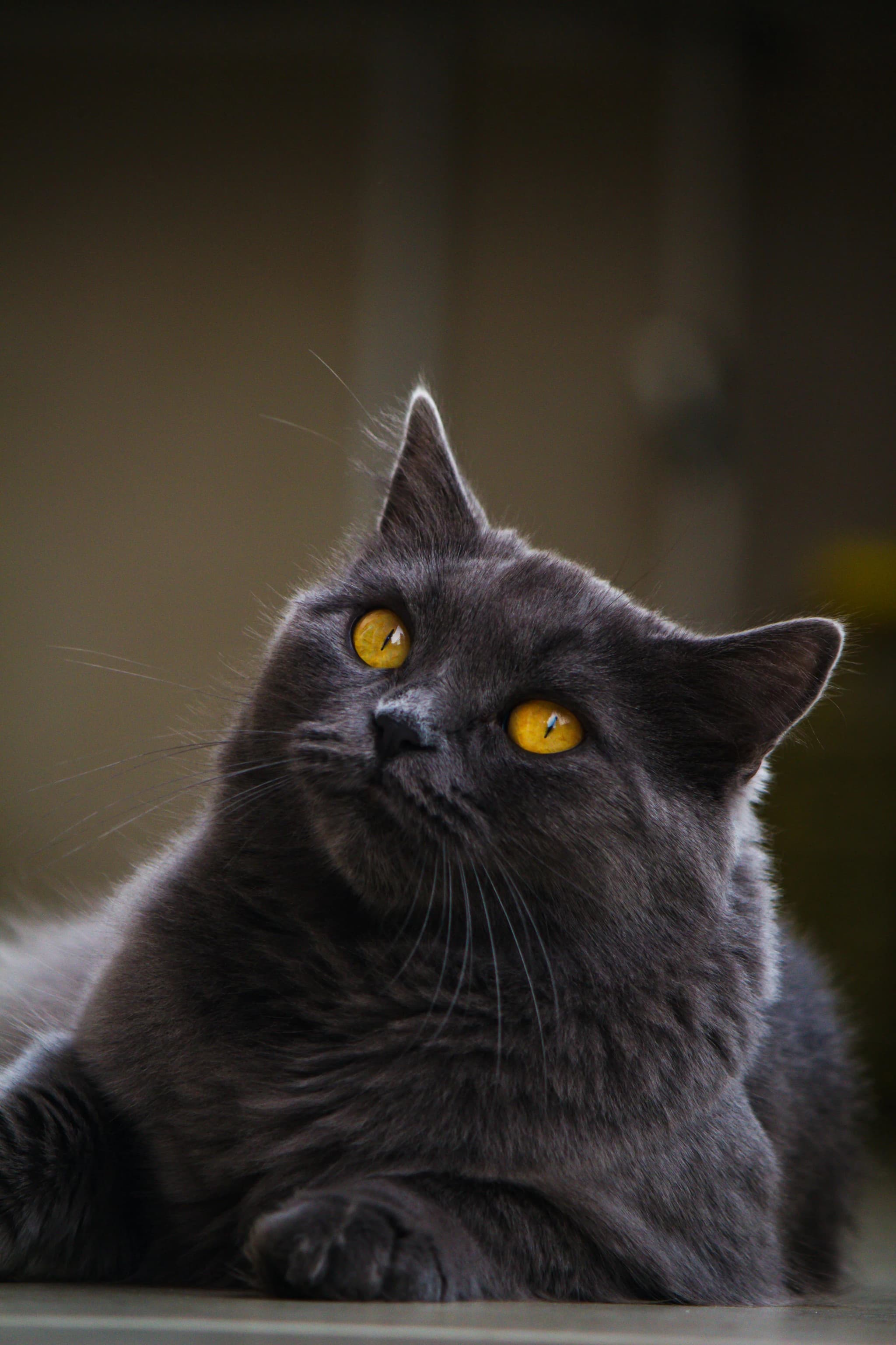 Chartreux