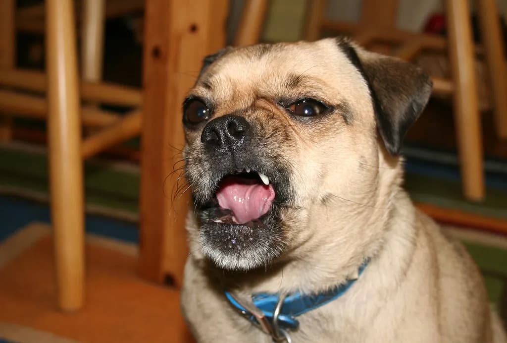 Chug