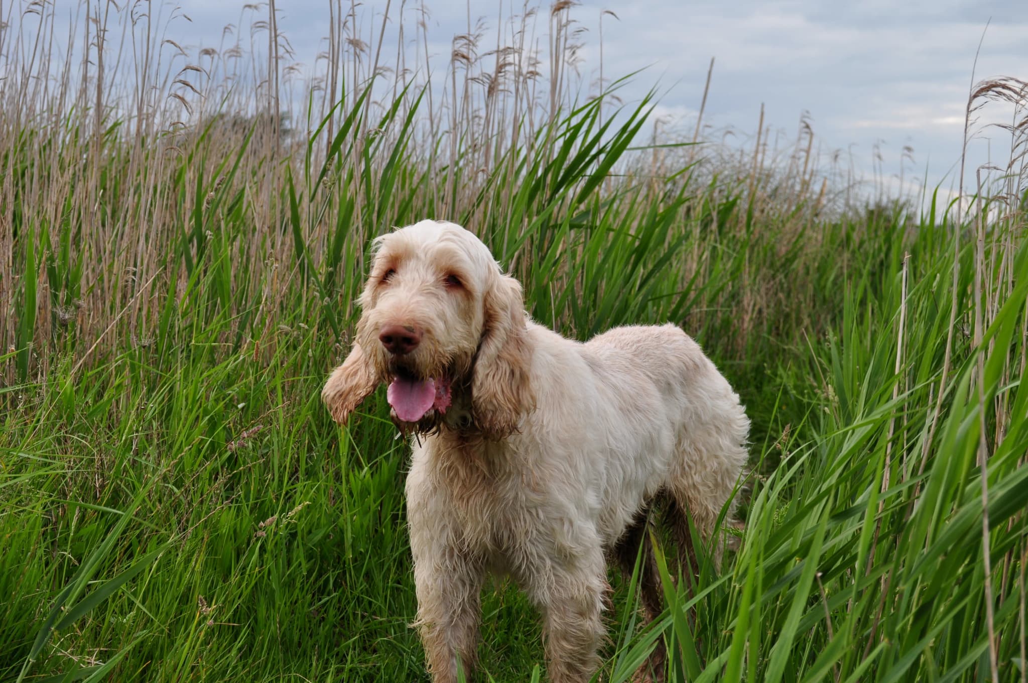 Italian Spinone
