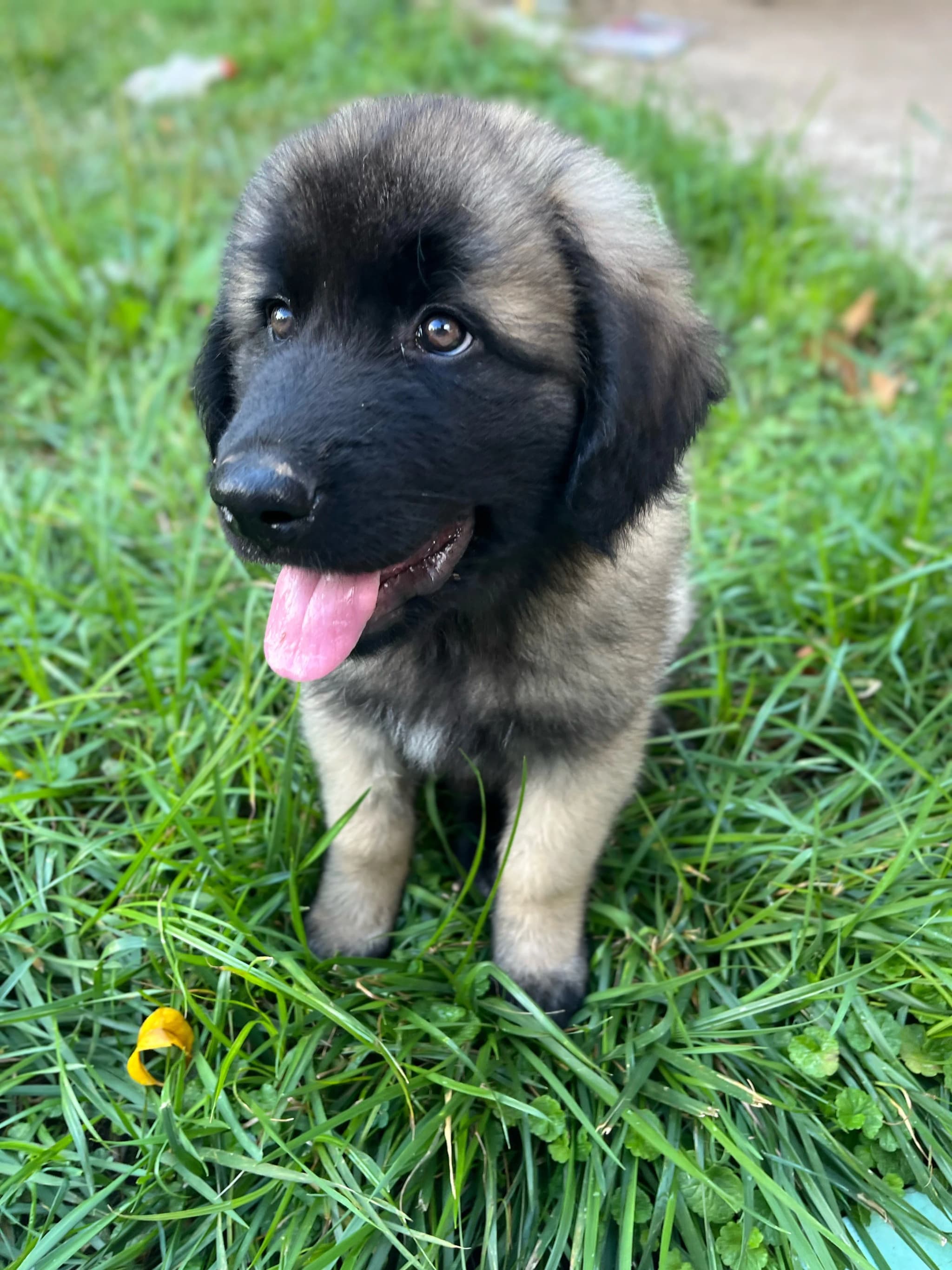 Estrela Mountain Dog