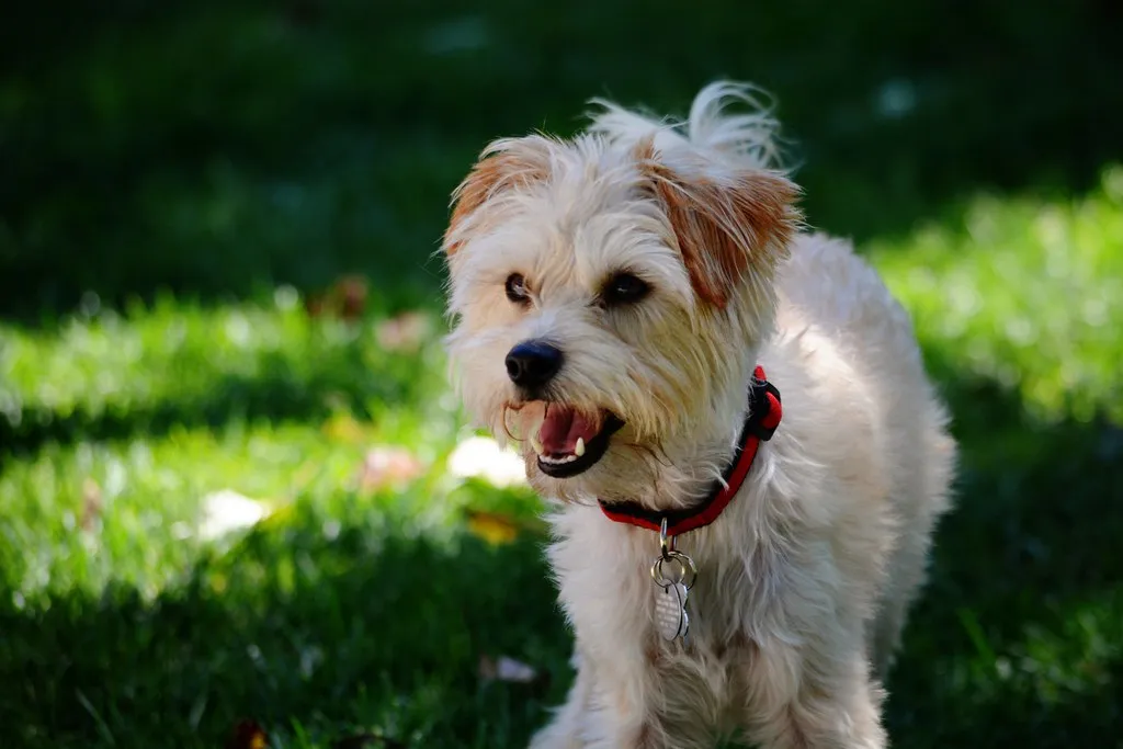 Yorkiepoo