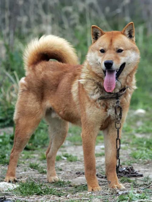 Korean Jindo