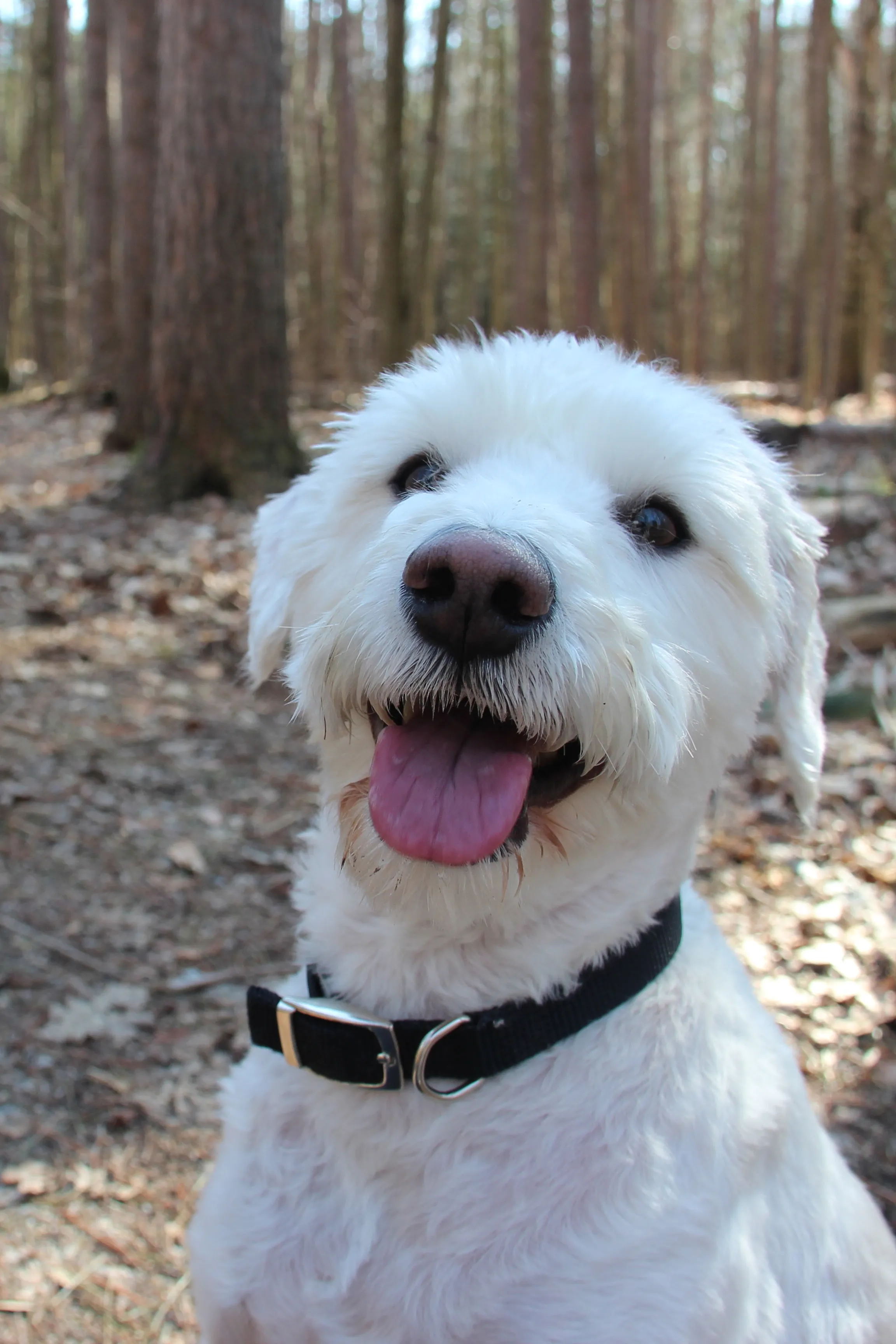 Schnoodle