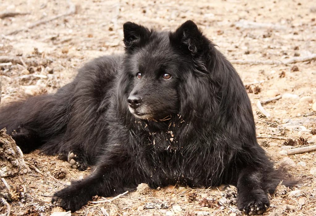 Swedish Lapphund