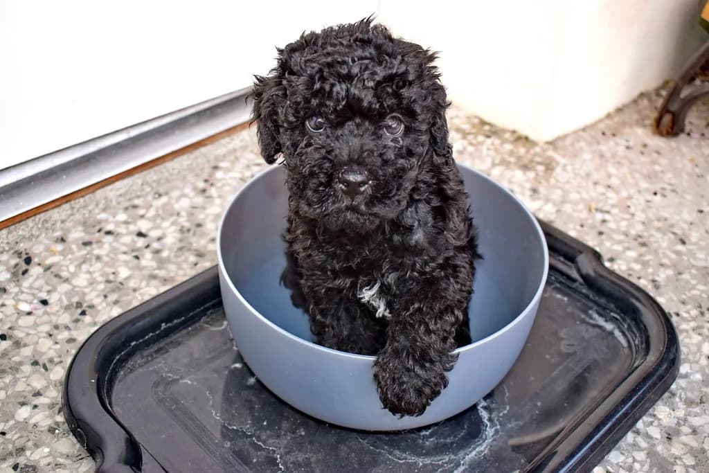 Hungarian Puli