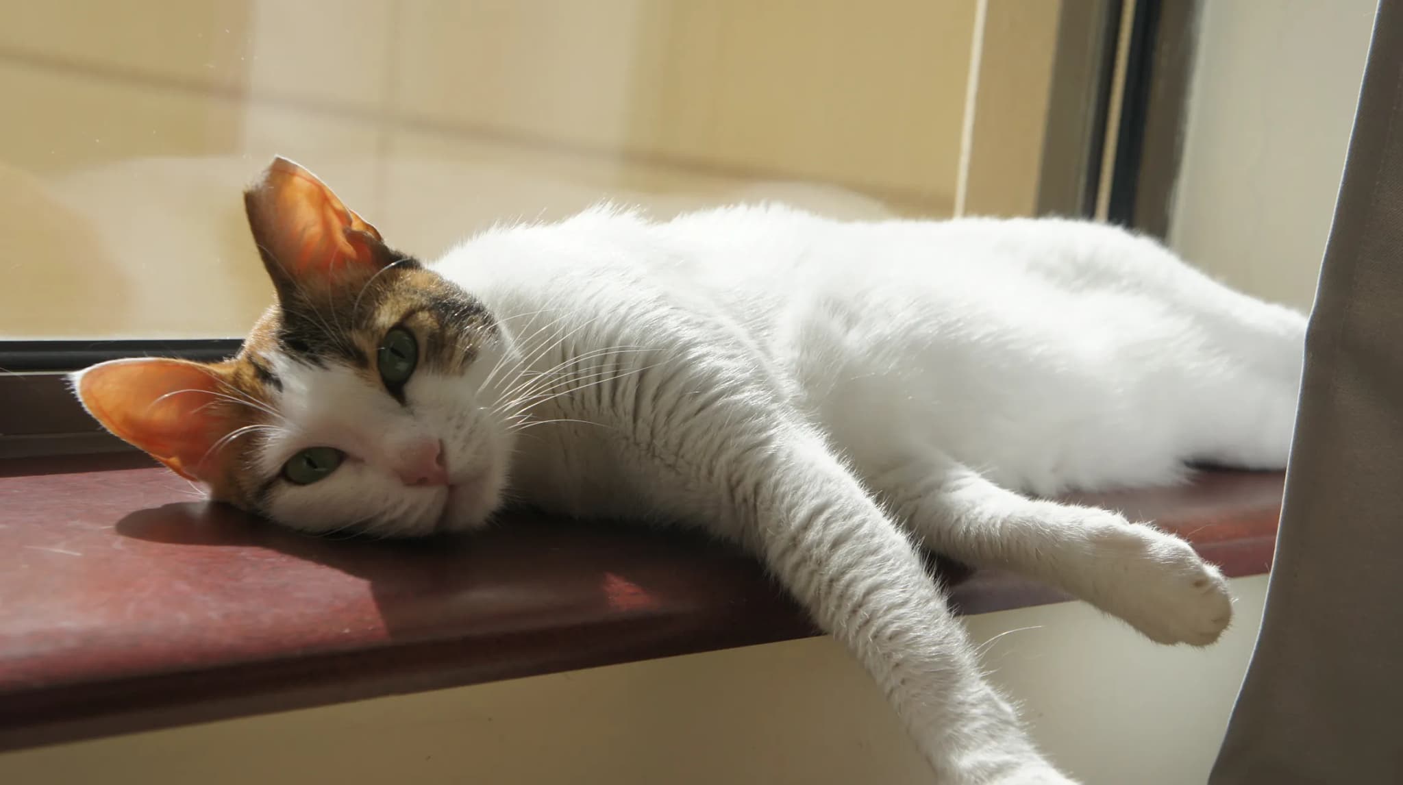 Arabian Mau