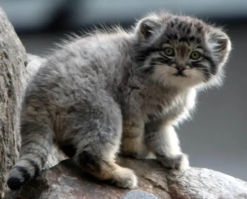 Arctic Curl