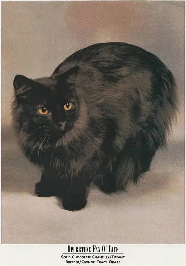 Chantilly-Tiffany