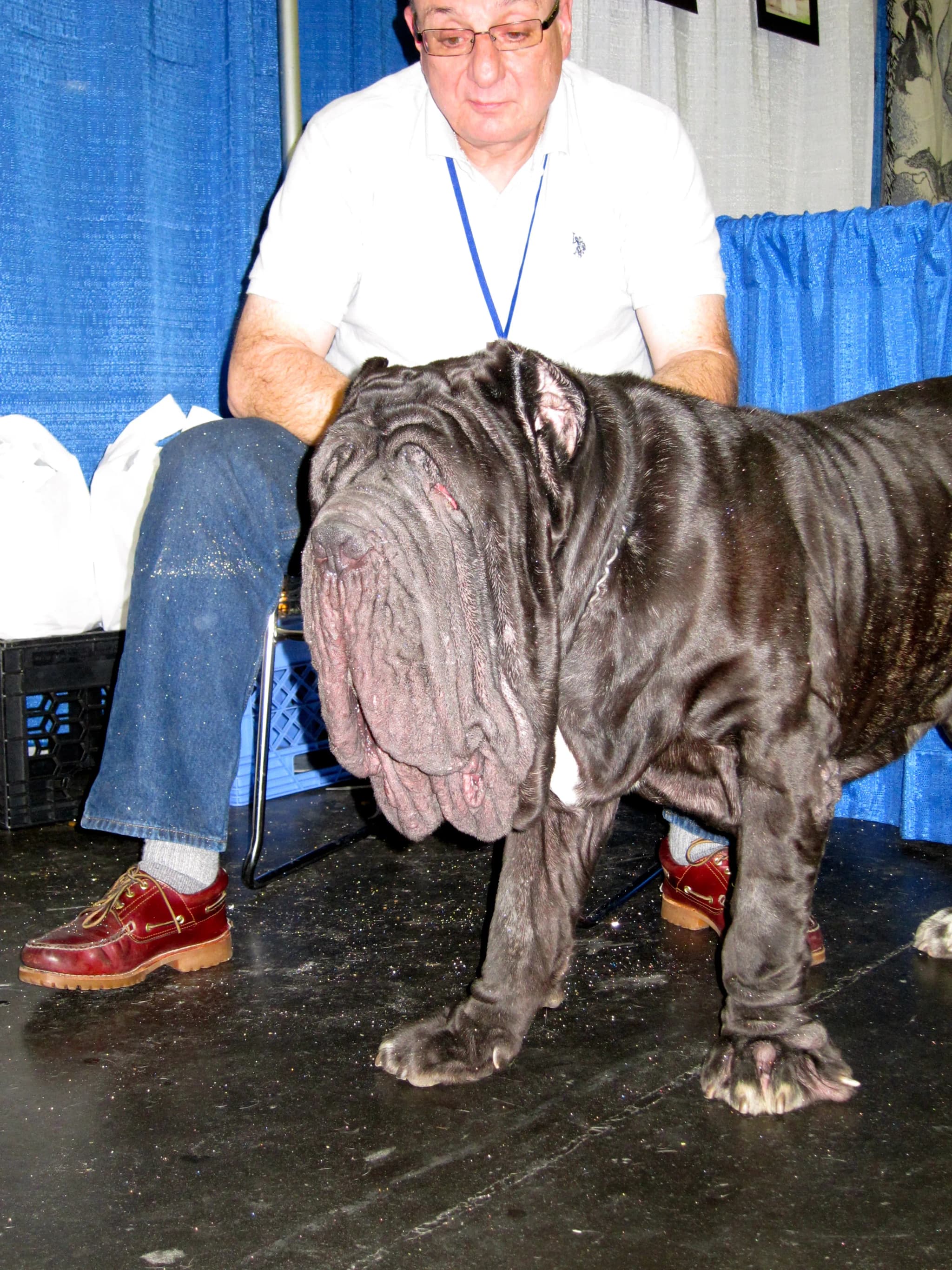 Neapolitan Mastiff