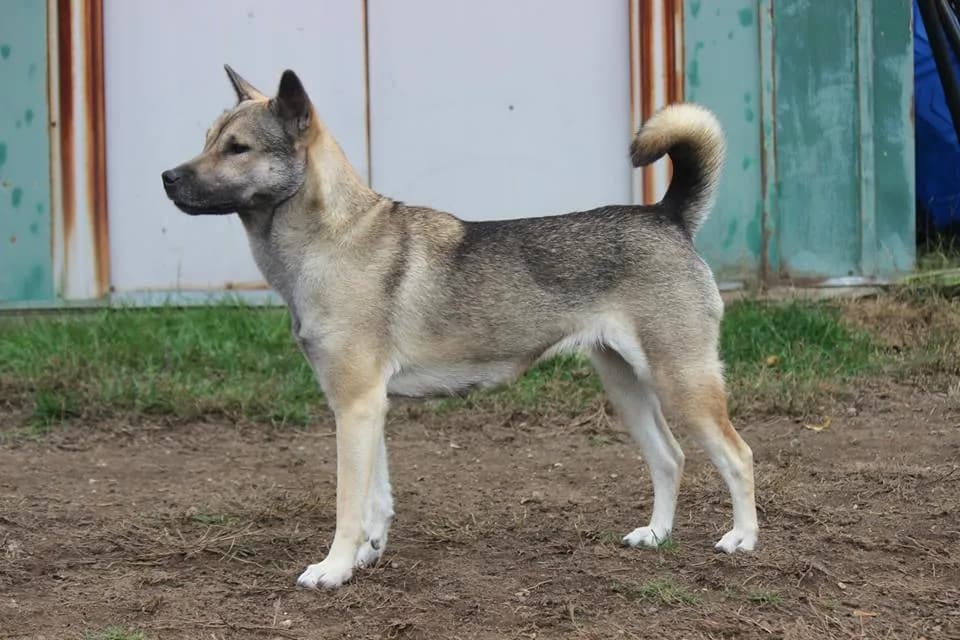 Kishu dog