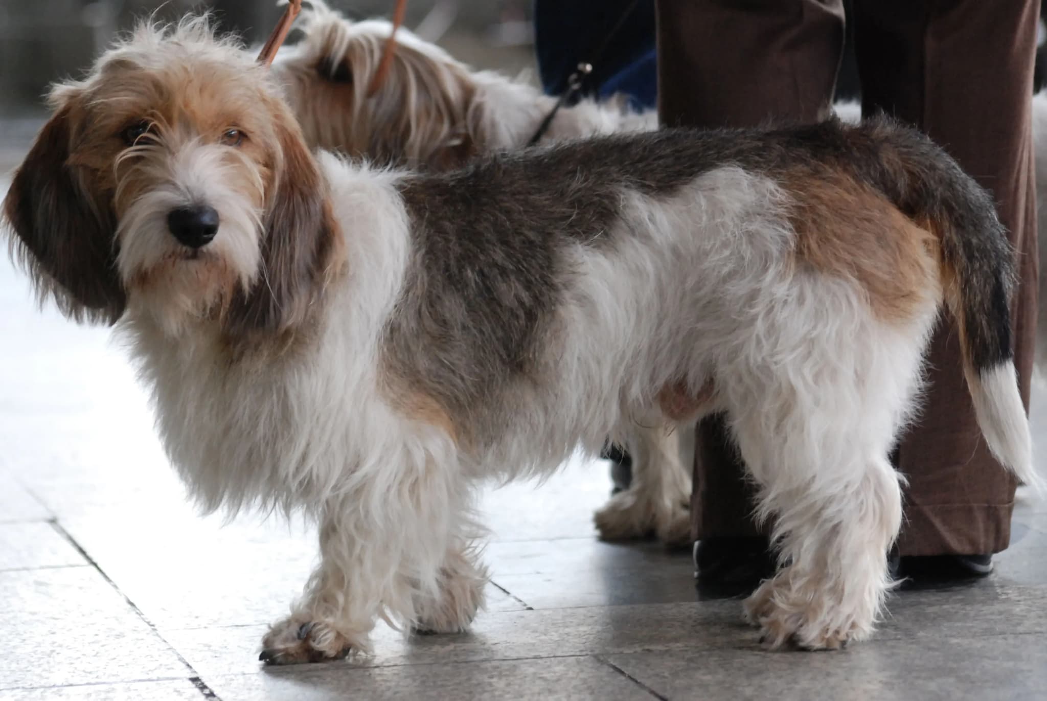 Basset Griffon Vendeen