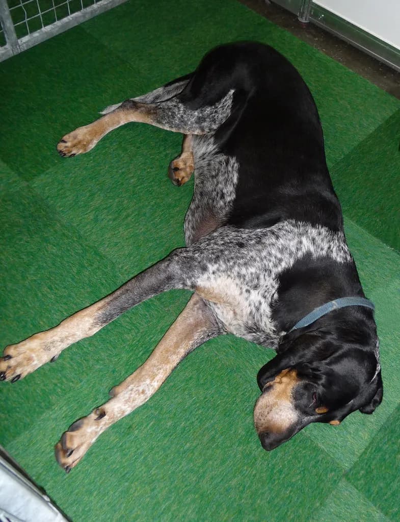 Grand Bleu De Gascogne