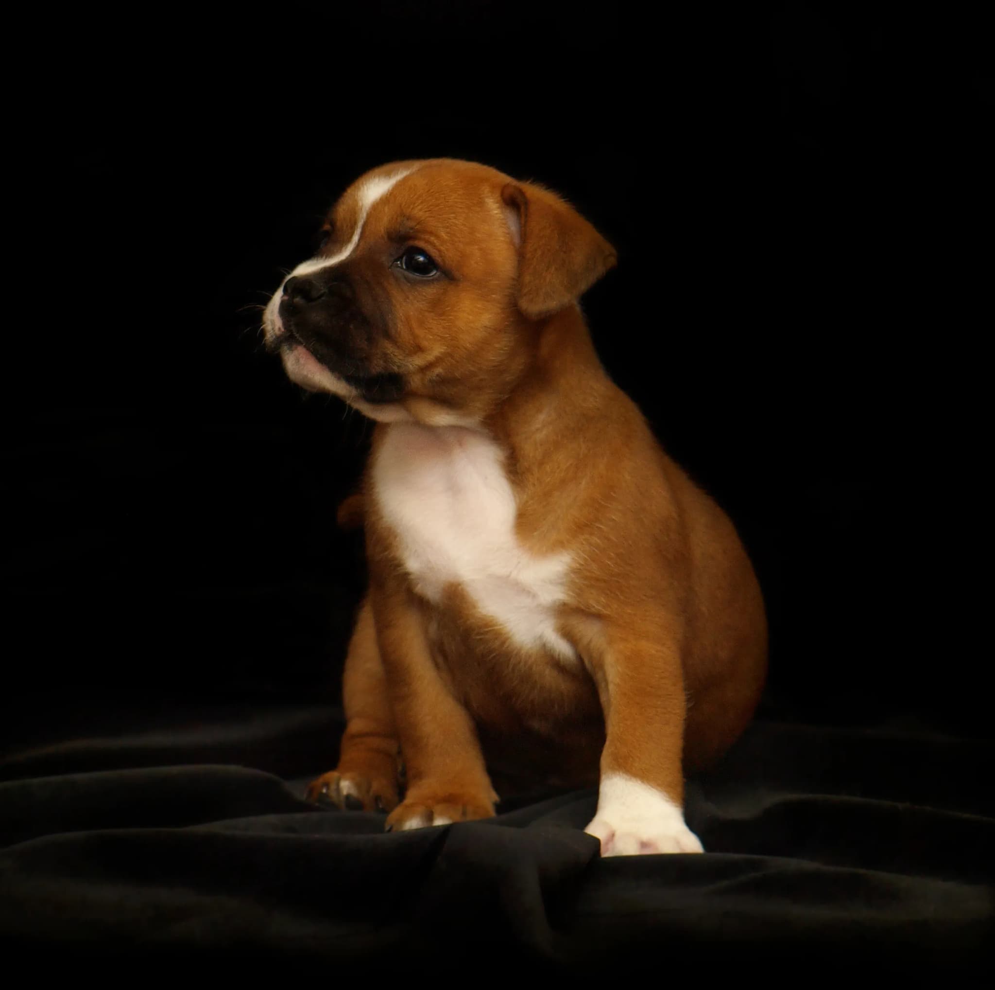 Staffordshire Bull Terrier