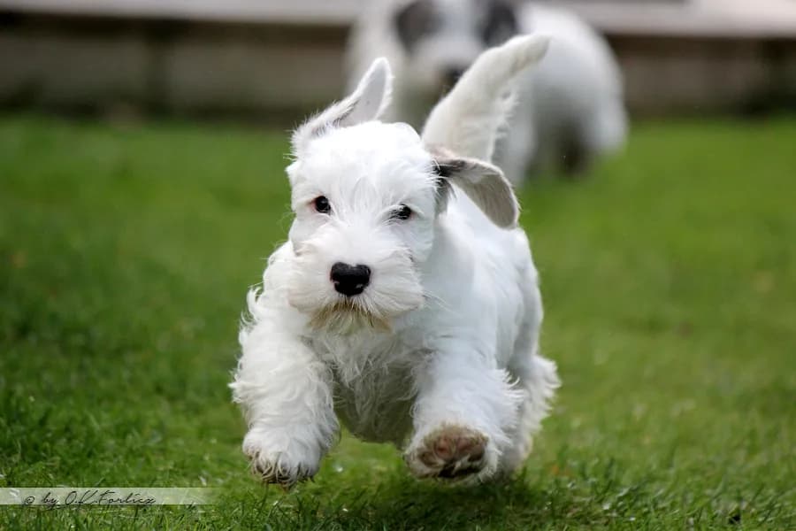 Sealyham Terrier